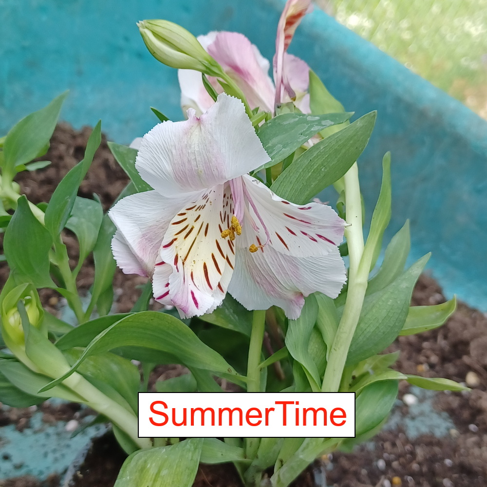 Alstroemeria - Summertime