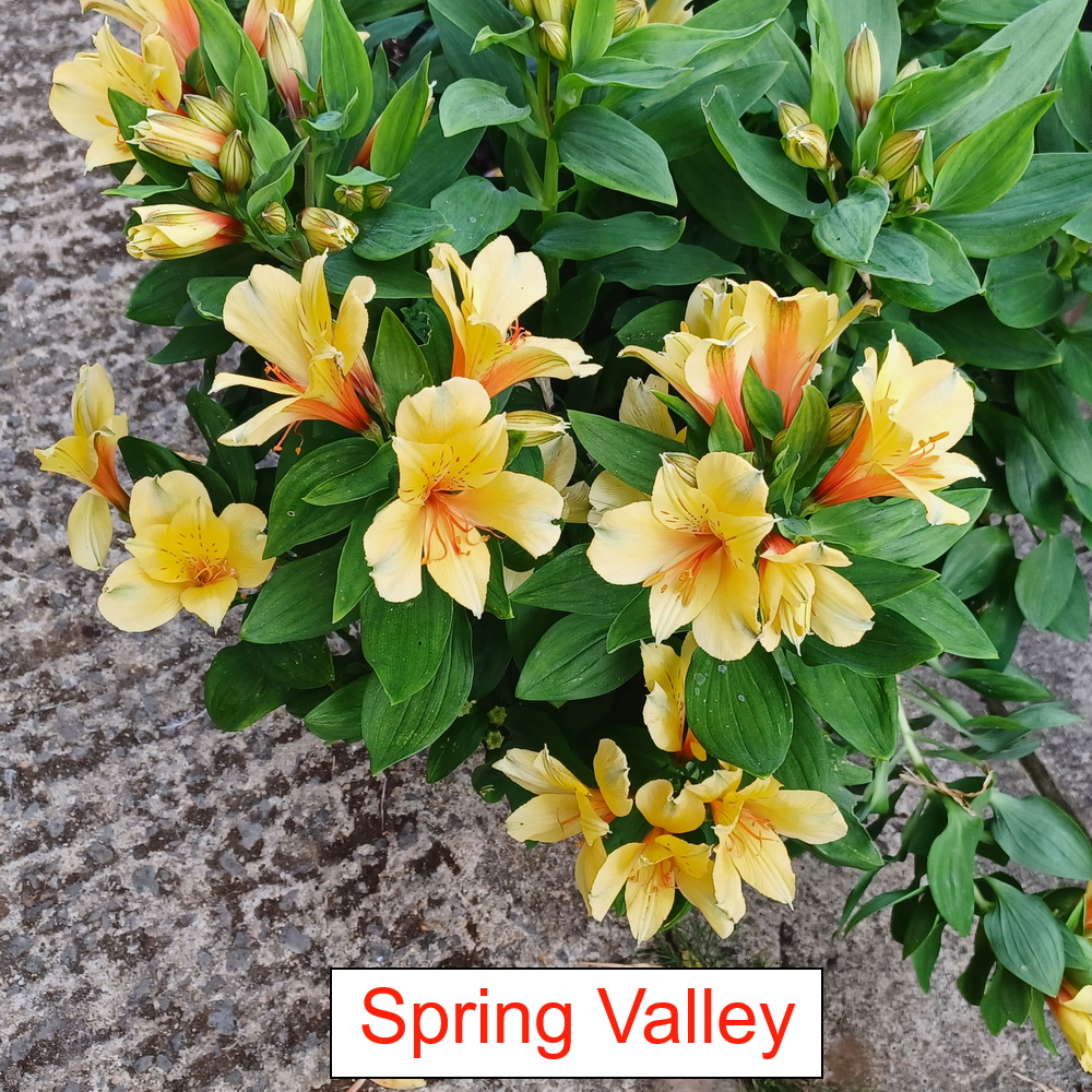 Alstroemeria - Spring Valley