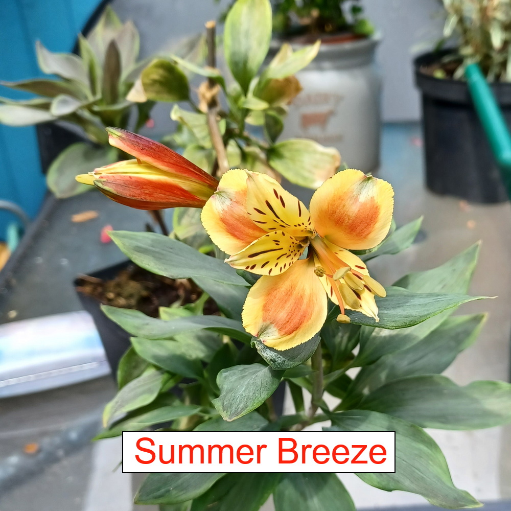 Alstroemeria - Summer Breeze