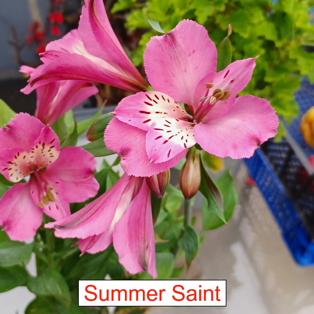 Alstroemeria - Summer Saint