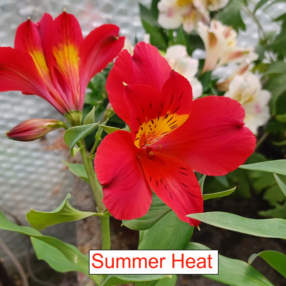 Alstroemeria - Summer Heat