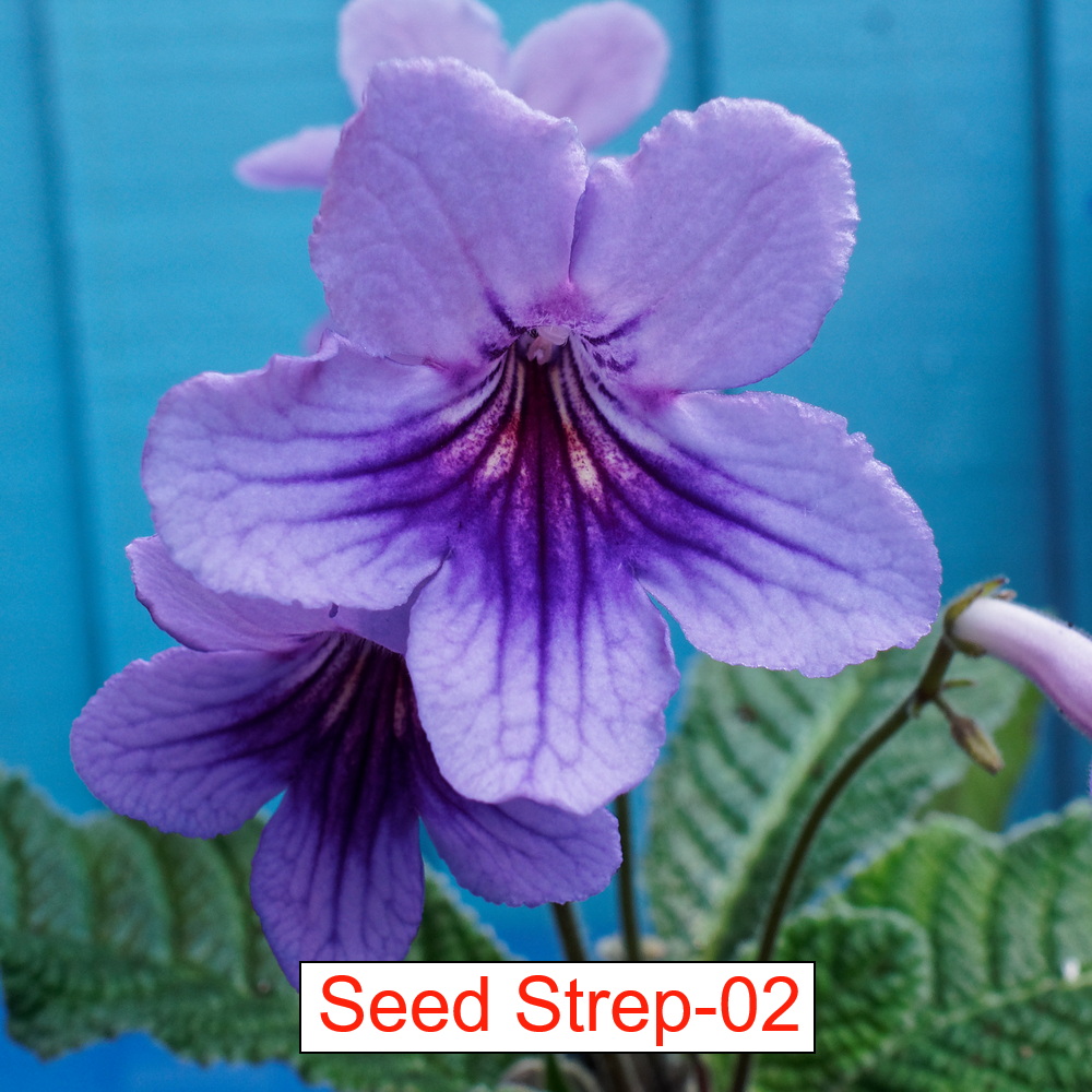 Streptocarpus