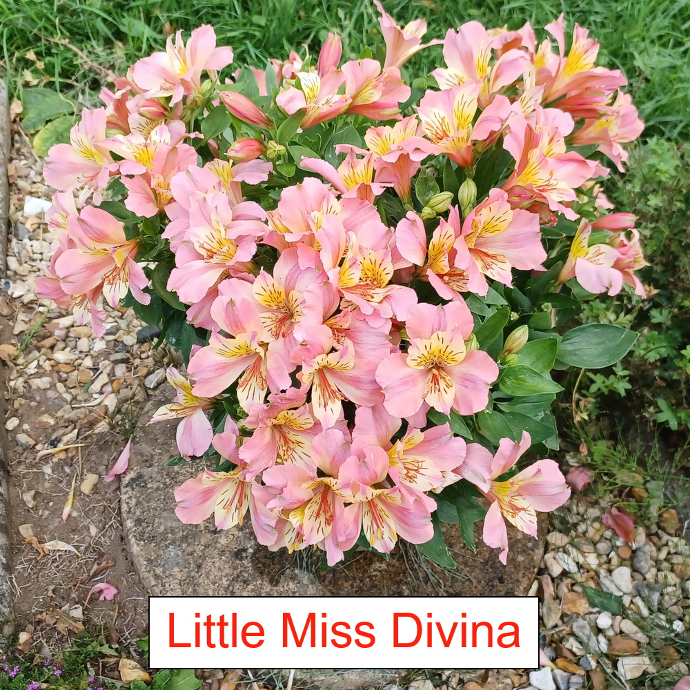 Little Miss Divina