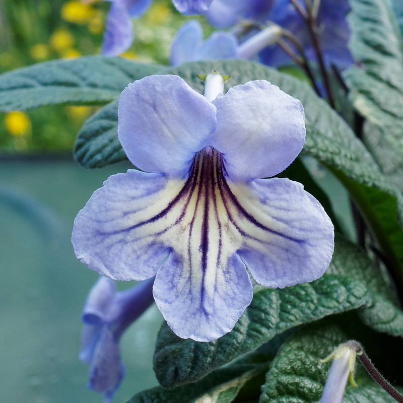 Streptocarpus Abigail