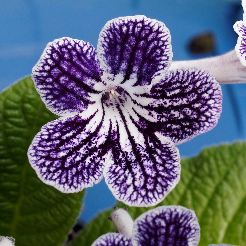 Streptocarpus Purple Pokadot