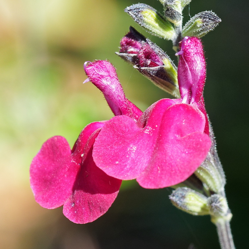 Salvia - Pink
