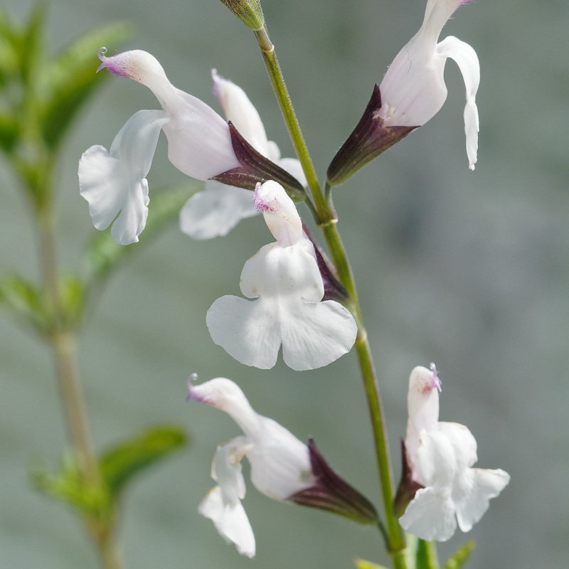 Salvia Treban Lilac White