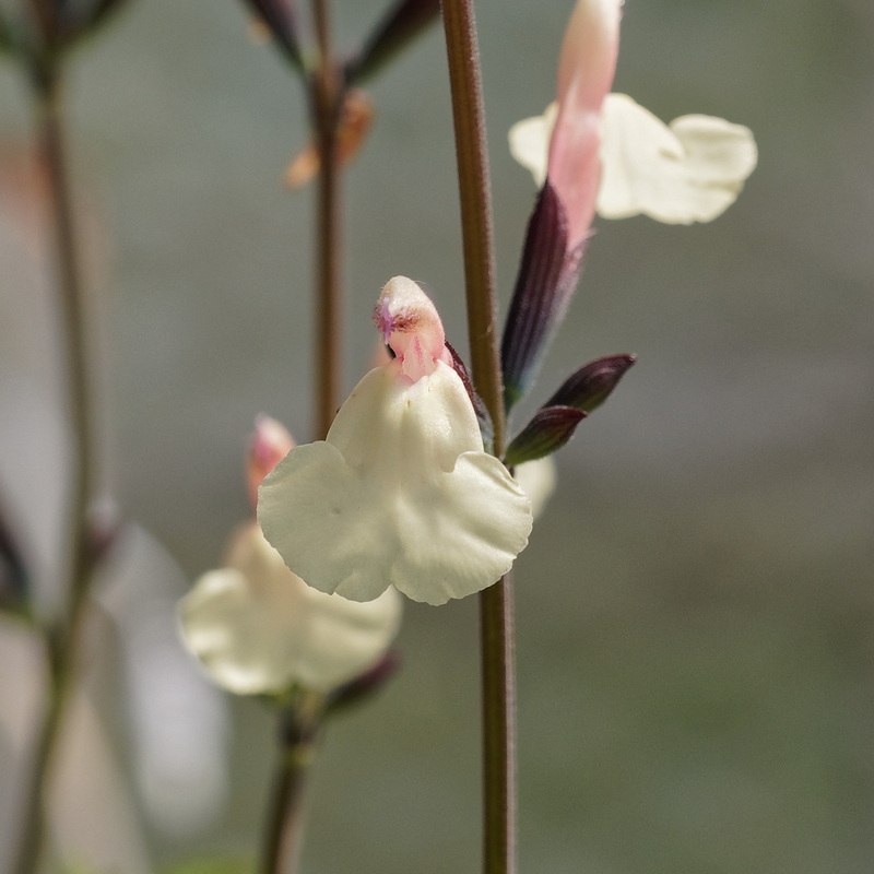 Salvia Trelissick Creamy Yellow