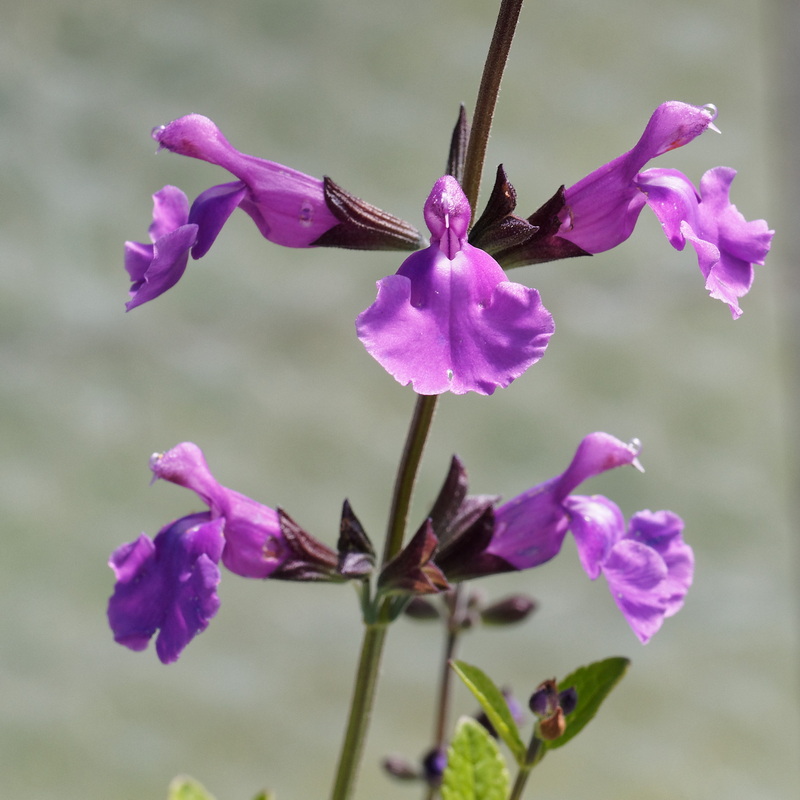 Salvia Salvito Violet